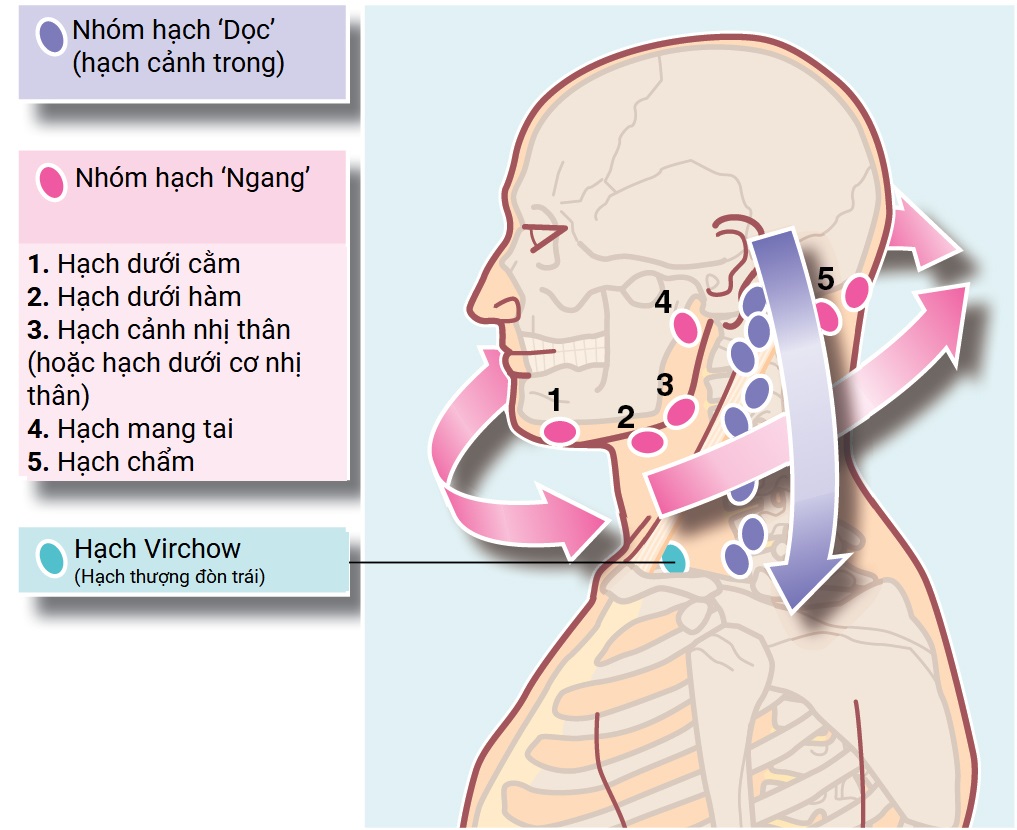 Ngoại khoa Căn bản: Vấn đề, Chẩn đoán và Quản lý, Ấn bản thứ 7 (2026). CHƯƠNG 46. CÁC KHỐI U VÙNG ĐẦU CỔ VÀ SỎI TUYẾN NƯỚC BỌT Ngoại khoa Căn bản: Vấn đề, Chẩn đoán và Quản lý, Ấn bản thứ 7 (2026). CHƯƠNG 46. CÁC KHỐI U VÙNG ĐẦU CỔ VÀ SỎI TUYẾN NƯỚC BỌT