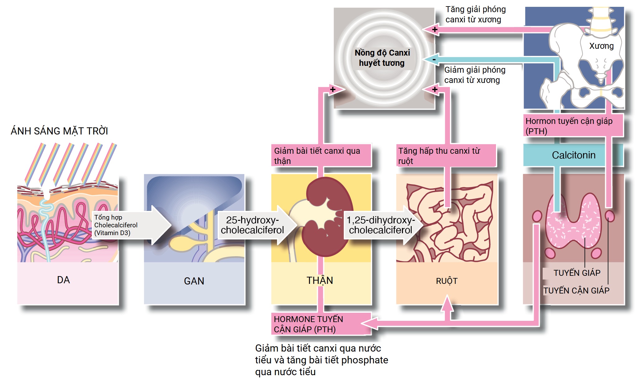 Ngoại khoa Căn bản: Vấn đề, Chẩn đoán và Quản lý, Ấn bản thứ 7 (2026). Chương 48. Các rối loạn của tuyến giáp, tuyến cận giáp và tuyến thượng thận Ngoại khoa Căn bản: Vấn đề, Chẩn đoán và Quản lý, Ấn bản thứ 7 (2026). Chương 48. Các rối loạn của tuyến giáp, tuyến cận giáp và tuyến thượng thận