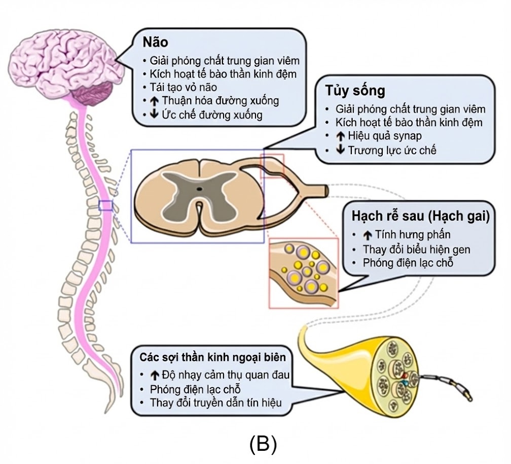 Bệnh lý Thần kinh Đái tháo đường. CHƯƠNG 6: TỔN THƯƠNG HỆ THẦN KINH TRUNG ƯƠNG TRONG BỆNH LÝ THẦN KINH NGOẠI BIÊN ĐÁI THÁO ĐƯỜNG Bệnh lý Thần kinh Đái tháo đường. CHƯƠNG 6: TỔN THƯƠNG HỆ THẦN KINH TRUNG ƯƠNG TRONG BỆNH LÝ THẦN KINH NGOẠI BIÊN ĐÁI THÁO ĐƯỜNG