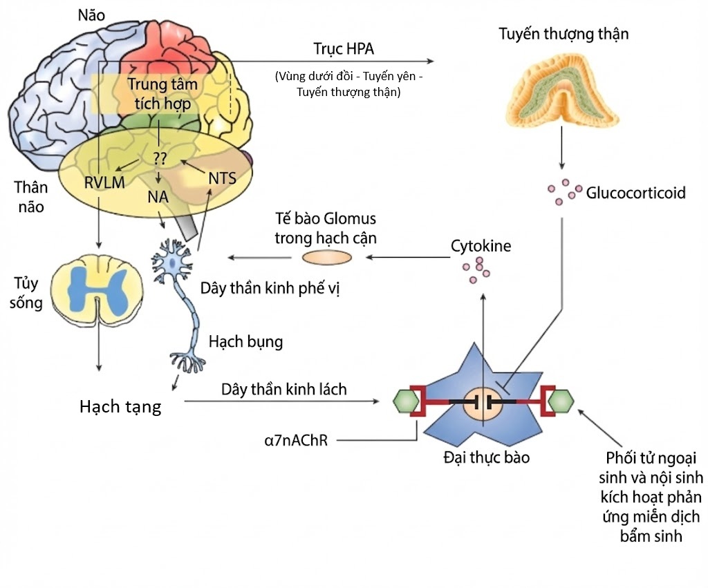 Bệnh lý Thần kinh Đái tháo đường. CHƯƠNG 19. BỆNH LÝ THẦN KINH TỰ CHỦ ĐÁI THÁO ĐƯỜNG, ĐO LƯỜNG VÀ QUẢN LÝ; PHẦN II: QUẢN LÝ Bệnh lý Thần kinh Đái tháo đường. CHƯƠNG 19. BỆNH LÝ THẦN KINH TỰ CHỦ ĐÁI THÁO ĐƯỜNG, ĐO LƯỜNG VÀ QUẢN LÝ; PHẦN II: QUẢN LÝ