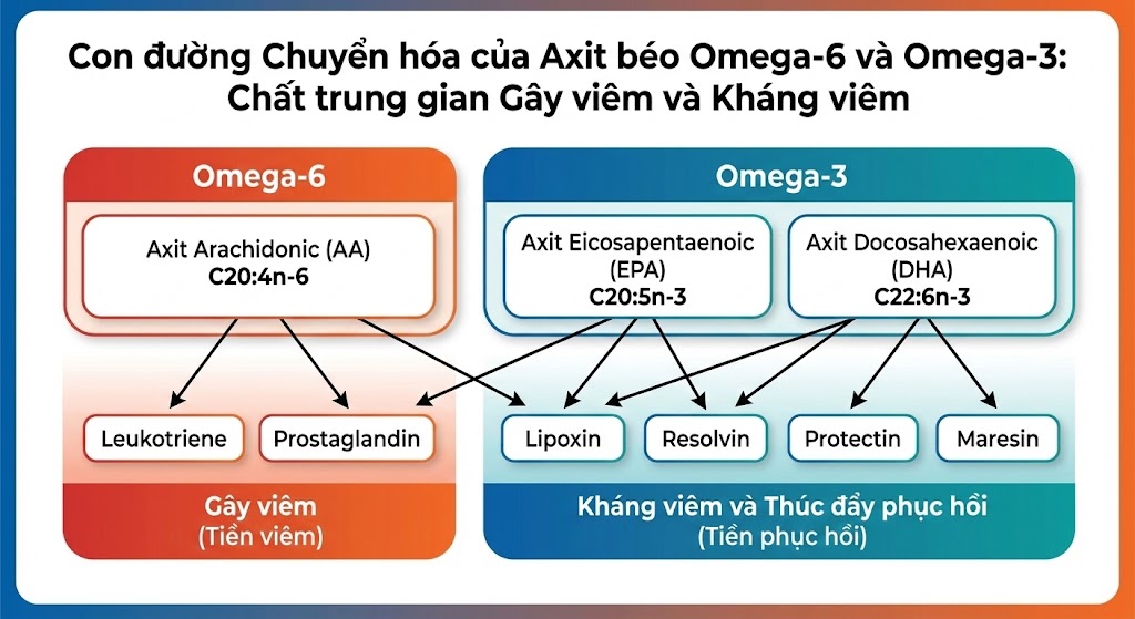 Bệnh lý Thần kinh Đái tháo đường. CHƯƠNG 20. ỨNG DỤNG ĐIỀU TRỊ BỆNH LÝ THẦN KINH NGOẠI BIÊN ĐÁI THÁO ĐƯỜNG TỪ LOÀI GẶM NHẤM SANG NGƯỜI Bệnh lý Thần kinh Đái tháo đường. CHƯƠNG 20. ỨNG DỤNG ĐIỀU TRỊ BỆNH LÝ THẦN KINH NGOẠI BIÊN ĐÁI THÁO ĐƯỜNG TỪ LOÀI GẶM NHẤM SANG NGƯỜI