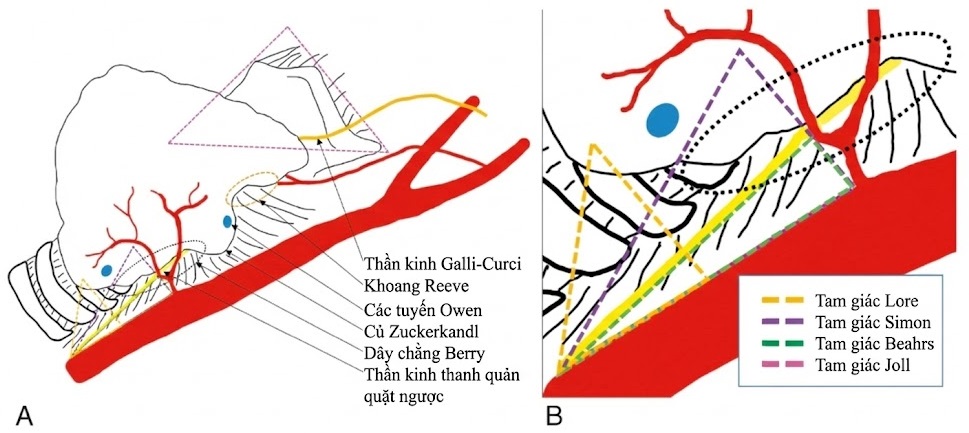 Sổ tay Tai Mũi Họng – Phẫu thuật Đầu Cổ (2026). CHƯƠNG 8. PHẪU THUẬT NỘI TIẾT Sổ tay Tai Mũi Họng – Phẫu thuật Đầu Cổ (2026). CHƯƠNG 8. PHẪU THUẬT NỘI TIẾT