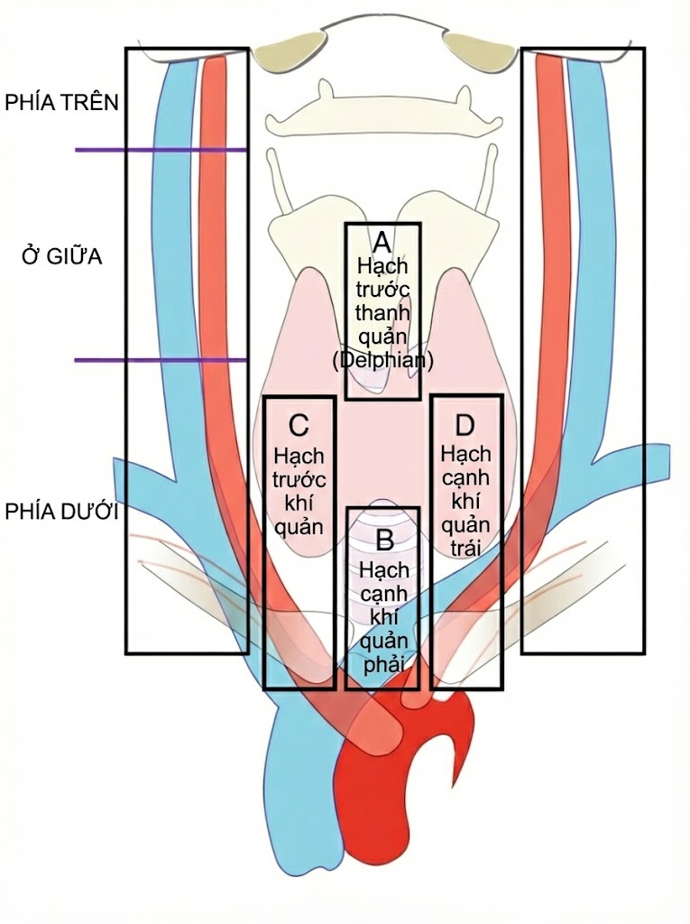 PHẪU THUẬT TUYẾN GIÁP VÀ TUYẾN CẬN GIÁP, ẤN BẢN THỨ 3. CHƯƠNG 38. PHẪU THUẬT NẠO VÉT HẠCH CỔ TRUNG TÂM: CHỈ ĐỊNH VÀ KỸ THUẬT PHẪU THUẬT TUYẾN GIÁP VÀ TUYẾN CẬN GIÁP, ẤN BẢN THỨ 3. CHƯƠNG 38. PHẪU THUẬT NẠO VÉT HẠCH CỔ TRUNG TÂM: CHỈ ĐỊNH VÀ KỸ THUẬT