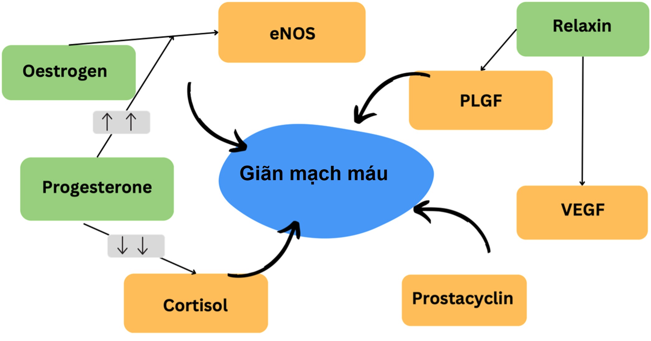 Nội tiết học Bà mẹ – Thai Nhi và Sơ Sinh (Ấn bản thứ 2, 2026). CHƯƠNG 26: TĂNG HUYẾT ÁP TRONG THAI KỲ
