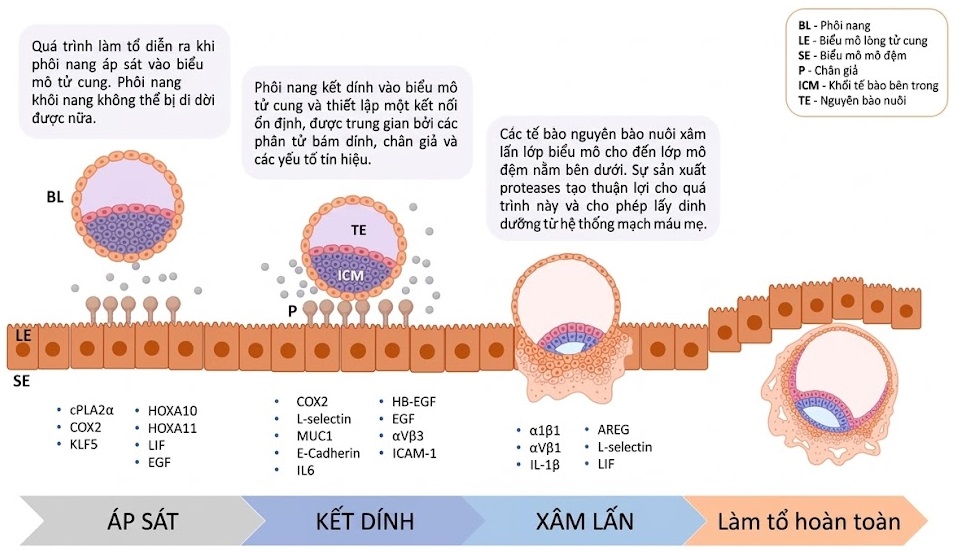 Nội tiết học Bà mẹ – Thai Nhi và Sơ Sinh (Ấn bản thứ 2, 2026). CHƯƠNG 29. NỘI TIẾT HỌC SỰ LÀM TỔ