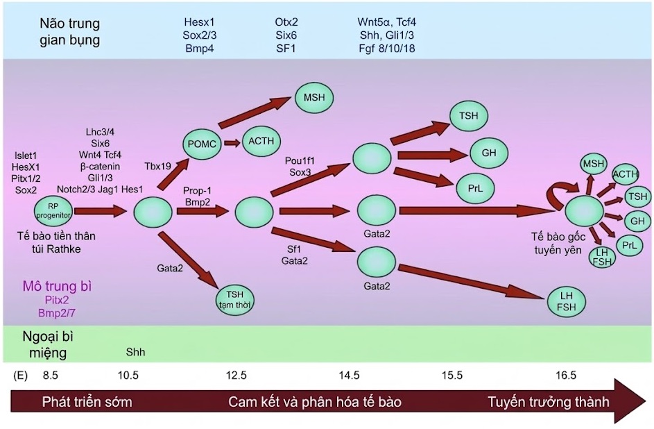 Nội tiết học Bà mẹ – Thai Nhi và Sơ Sinh (Ấn bản thứ 2, 2026). CHƯƠNG 30. SỰ PHÁT TRIỂN VÀ SINH LÝ HỌC BÌNH THƯỜNG CỦA VÙNG DƯỚI ĐỒI VÀ TUYẾN YÊN Ở THAI NHI VÀ TRẺ SƠ SINH Nội tiết học Bà mẹ – Thai Nhi và Sơ Sinh (Ấn bản thứ 2, 2026). CHƯƠNG 30. SỰ PHÁT TRIỂN VÀ SINH LÝ HỌC BÌNH THƯỜNG CỦA VÙNG DƯỚI ĐỒI VÀ TUYẾN YÊN Ở THAI NHI VÀ TRẺ SƠ SINH