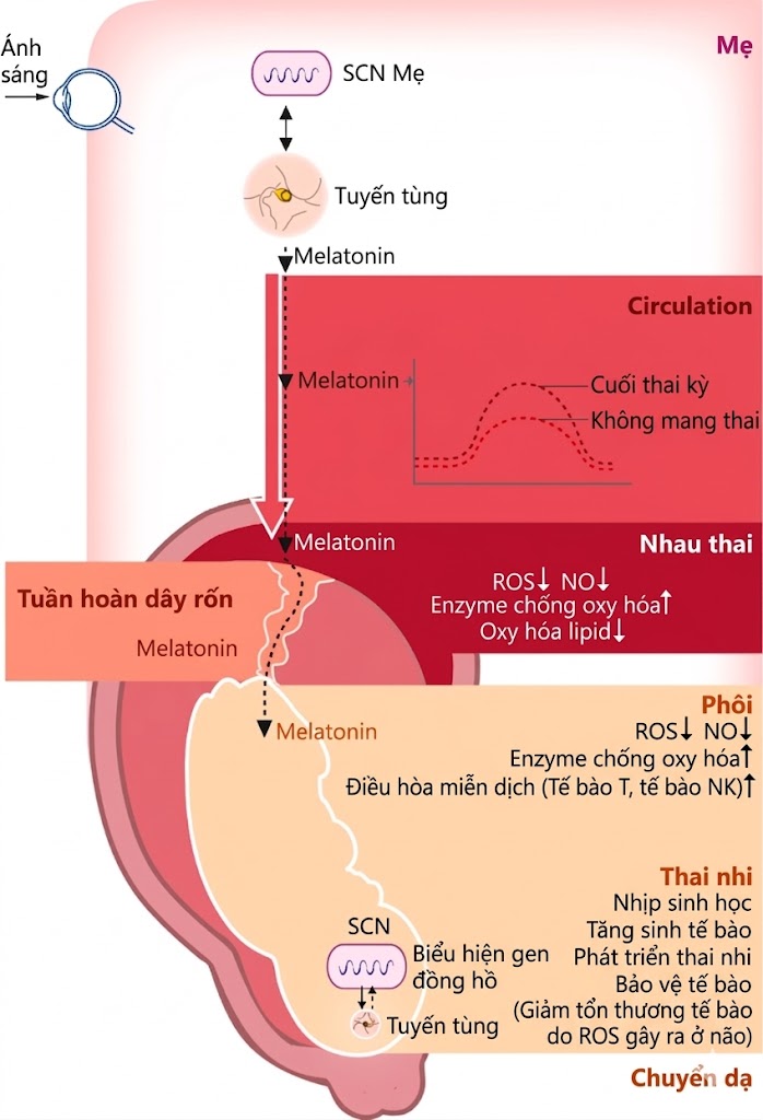 Nội tiết học Bà mẹ – Thai Nhi và Sơ Sinh (Ấn bản thứ 2, 2026). CHƯƠNG 31: SỰ PHÁT TRIỂN CỦA TUYẾN TÙNG VÀ SINH LÝ HỌC CỦA NÓ Ở THAI NHI VÀ TRẺ SƠ SINH Nội tiết học Bà mẹ – Thai Nhi và Sơ Sinh (Ấn bản thứ 2, 2026). CHƯƠNG 31: SỰ PHÁT TRIỂN CỦA TUYẾN TÙNG VÀ SINH LÝ HỌC CỦA NÓ Ở THAI NHI VÀ TRẺ SƠ SINH