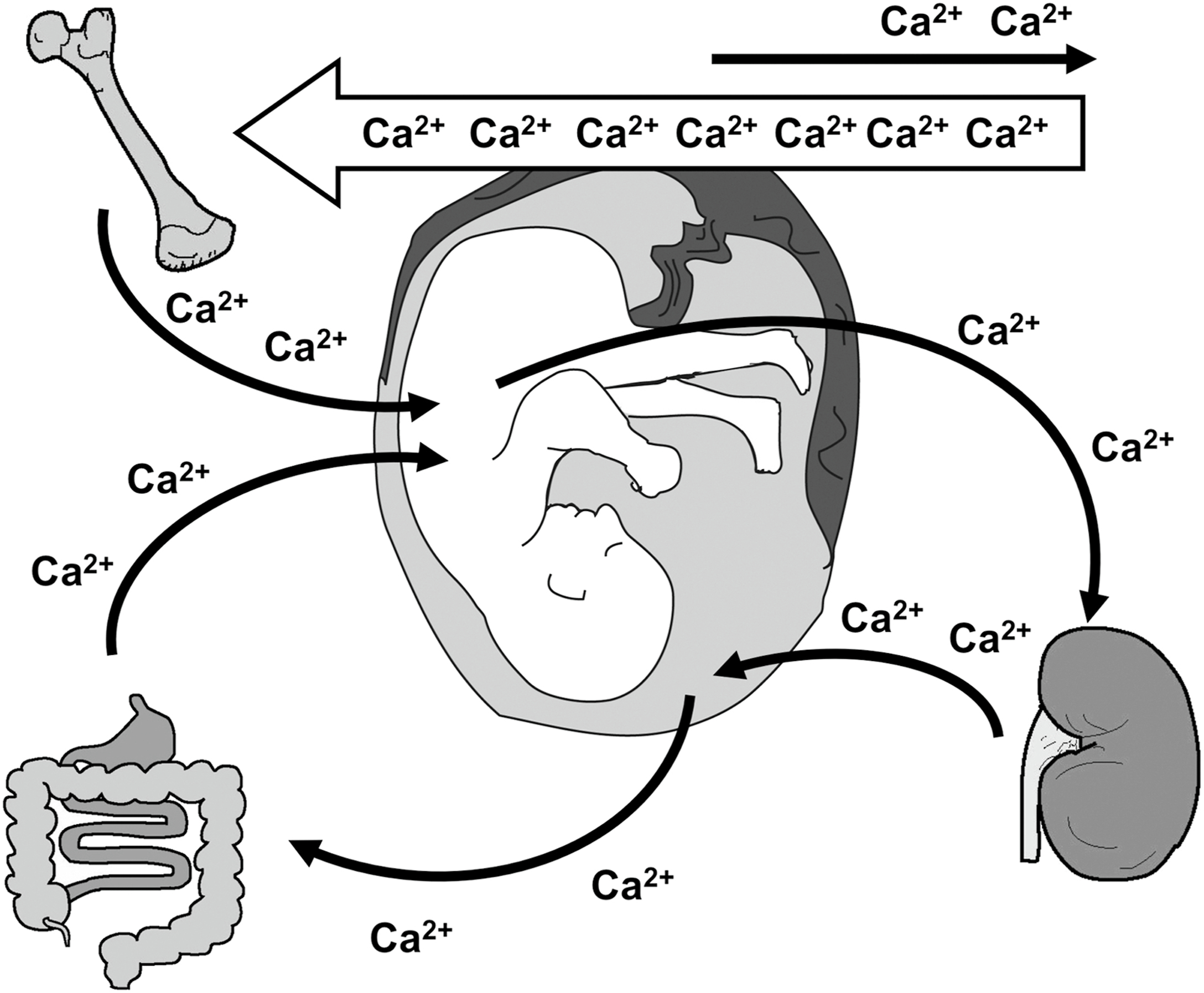 Nội tiết học Bà mẹ – Thai Nhi và Sơ Sinh (Ấn bản thứ 2, 2026). CHƯƠNG 33. SINH LÝ HỌC CHUYỂN HOÁ CANXI, PHOTPHO VÀ XƯƠNG TRONG QUÁ TRÌNH PHÁT TRIỂN CỦA THAI NHI VÀ TRẺ SƠ SINH