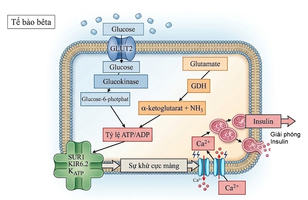 Nội tiết học Bà mẹ – Thai Nhi và Sơ Sinh (Ấn bản thứ 2, 2026). CHƯƠNG 34. SINH LÝ HỌC PHÁT TRIỂN CỦA CHUYỂN HÓA CARBOHYDRATE VÀ TUYẾN TỤY