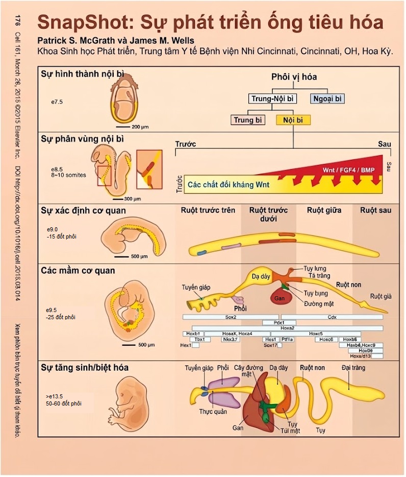 Nội tiết học Bà mẹ – Thai Nhi và Sơ Sinh (Ấn bản thứ 2, 2026). CHƯƠNG 35. NGUỒN GỐC PHÁT TRIỂN VÀ VAI TRÒ CỦA CÁC HORMONE NỘI TIẾT RUỘT