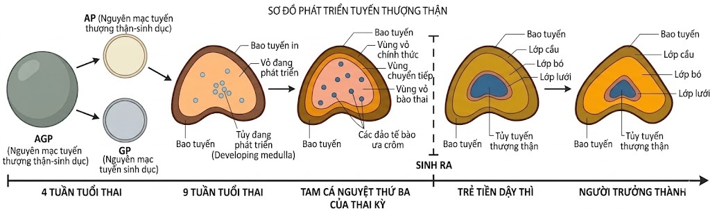 Nội tiết học Bà mẹ – Thai Nhi và Sơ Sinh (Ấn bản thứ 2, 2026). CHƯƠNG 36. SỰ PHÁT TRIỂN VÀ CHỨC NĂNG CỦA VỎ VÀ TỦY THƯỢNG THẬN Ở THAI NHI VÀ TRẺ SƠ SINH
