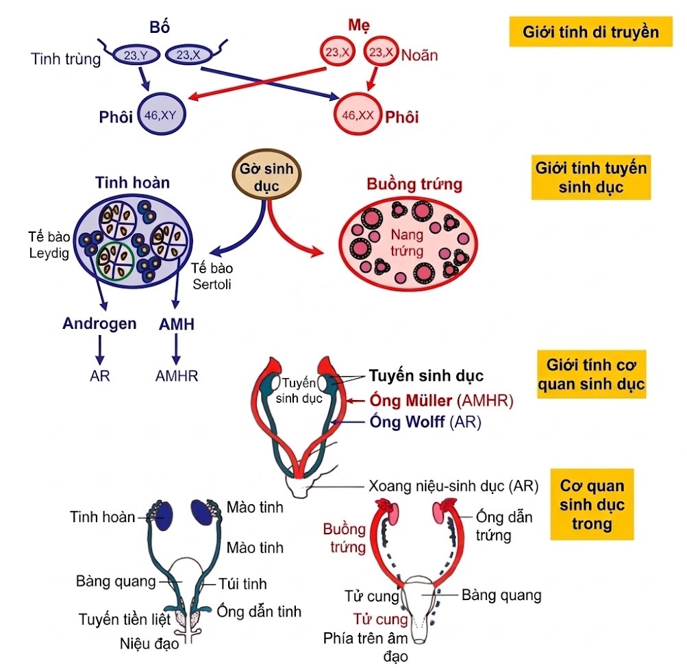 Nội tiết học Bà mẹ – Thai Nhi và Sơ Sinh (Ấn bản thứ 2, 2026). CHƯƠNG 37: SỰ PHÁT TRIỂN VÀ CHỨC NĂNG CỦA BUỒNG TRỨNG VÀ TINH HOÀN Ở THAI NHI VÀ TRẺ SƠ SINH