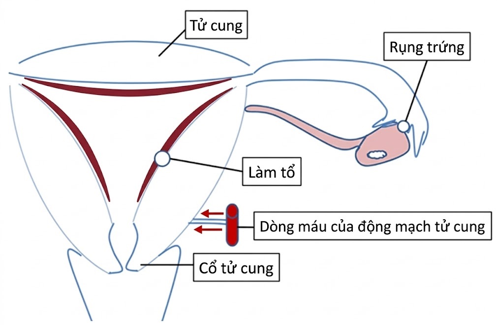 Nội tiết học Bà mẹ – Thai Nhi và Sơ Sinh (Ấn bản thứ 2, 2026). CHƯƠNG 38: SỰ PHÁT TRIỂN CỦA HỆ THỐNG RENIN-ANGIOTENSIN-ALDOSTERONE VÀ NITRIC OXIDE Ở NHAU THAI, THAI NHI VÀ TRẺ SƠ SINH