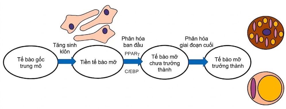 Nội tiết học Bà mẹ – Thai Nhi và Sơ Sinh (Ấn bản thứ 2, 2026). CHƯƠNG 39. NGUỒN GỐC CỦA MÔ MỠ VÀ CÁC HORMONE ĐIỀU HÒA MÔ MỠ