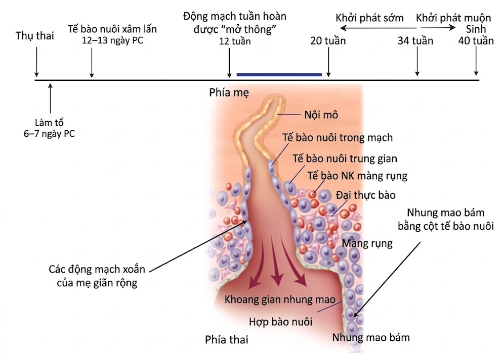 Nội tiết học Bà mẹ – Thai Nhi và Sơ Sinh (Ấn bản thứ 2, 2026). CHƯƠNG 40. SINH LÝ HỌC VÀ BỆNH LÝ HỌC VỀ SỰ PHÁT TRIỂN CỦA THAI NHI VÀ NHAU THAI
