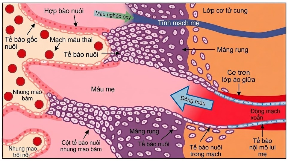 Nội tiết học Bà mẹ – Thai Nhi và Sơ Sinh (Ấn bản thứ 2, 2026). CHƯƠNG 41: SỰ SẢN XUẤT CÁC HORMONE PEPTIDE, STEROID VÀ LIPID CỦA NHAU THAI
