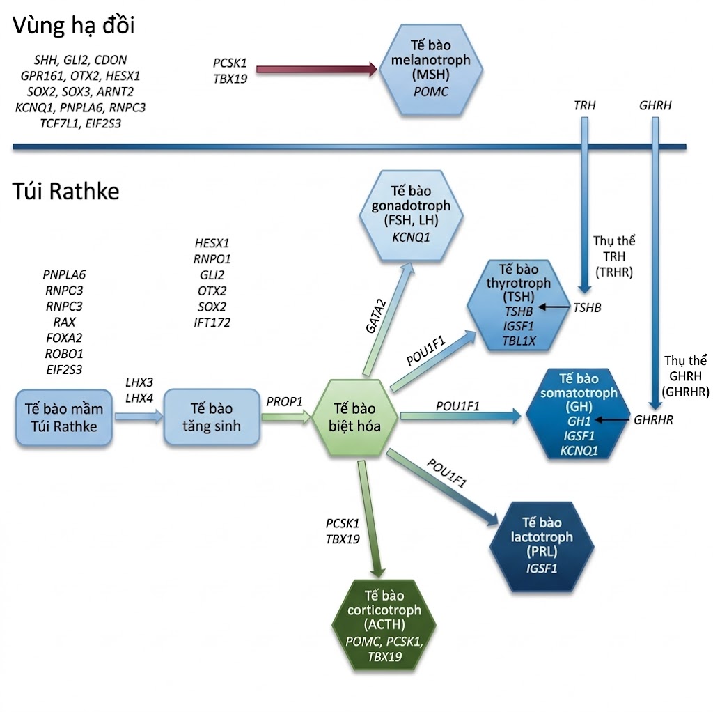 Nội tiết học Bà mẹ – Thai Nhi và Sơ Sinh (Ấn bản thứ 2, 2026). CHƯƠNG 42. CÁC RỐI LOẠN VÙNG DƯỚI ĐỒI VÀ TUYẾN YÊN ẢNH HƯỞNG ĐẾN THAI NHI VÀ TRẺ SƠ SINH