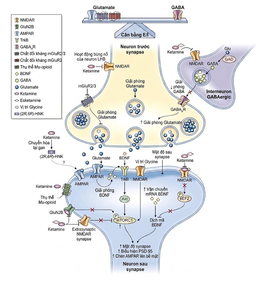 Điều trị Trầm cảm Kháng trị – Dược lý Thần kinh và Kích thích Thần kinh. CHƯƠNG 6. KETAMINE VÀ ESKETAMINE TRONG ĐIỀU TRỊ RỐI LOẠN TRẦM CẢM KHÁNG TRỊ