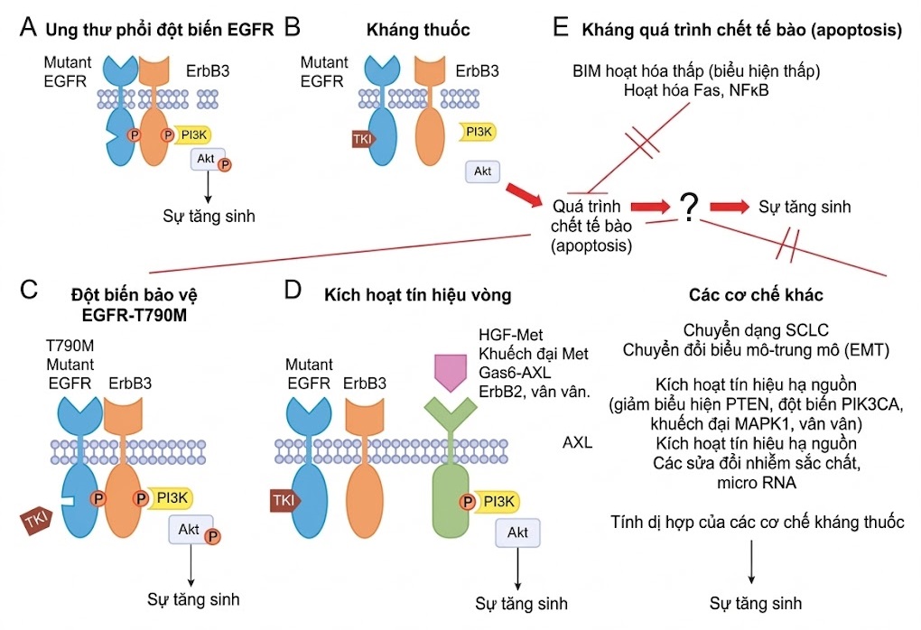 Ung thư Phổi – Cách tiếp cận Quản lý Đa ngành Dựa trên bằng chứng. CHƯƠNG 10. UNG THƯ PHỔI KHÔNG TẾ BÀO NHỎ CÓ ĐỘT BIẾN THỤ THỂ YẾU TỐ TĂNG TRƯỞNG BIỂU BÌ: CÁCH TIẾP CẬN LÂM SÀNG