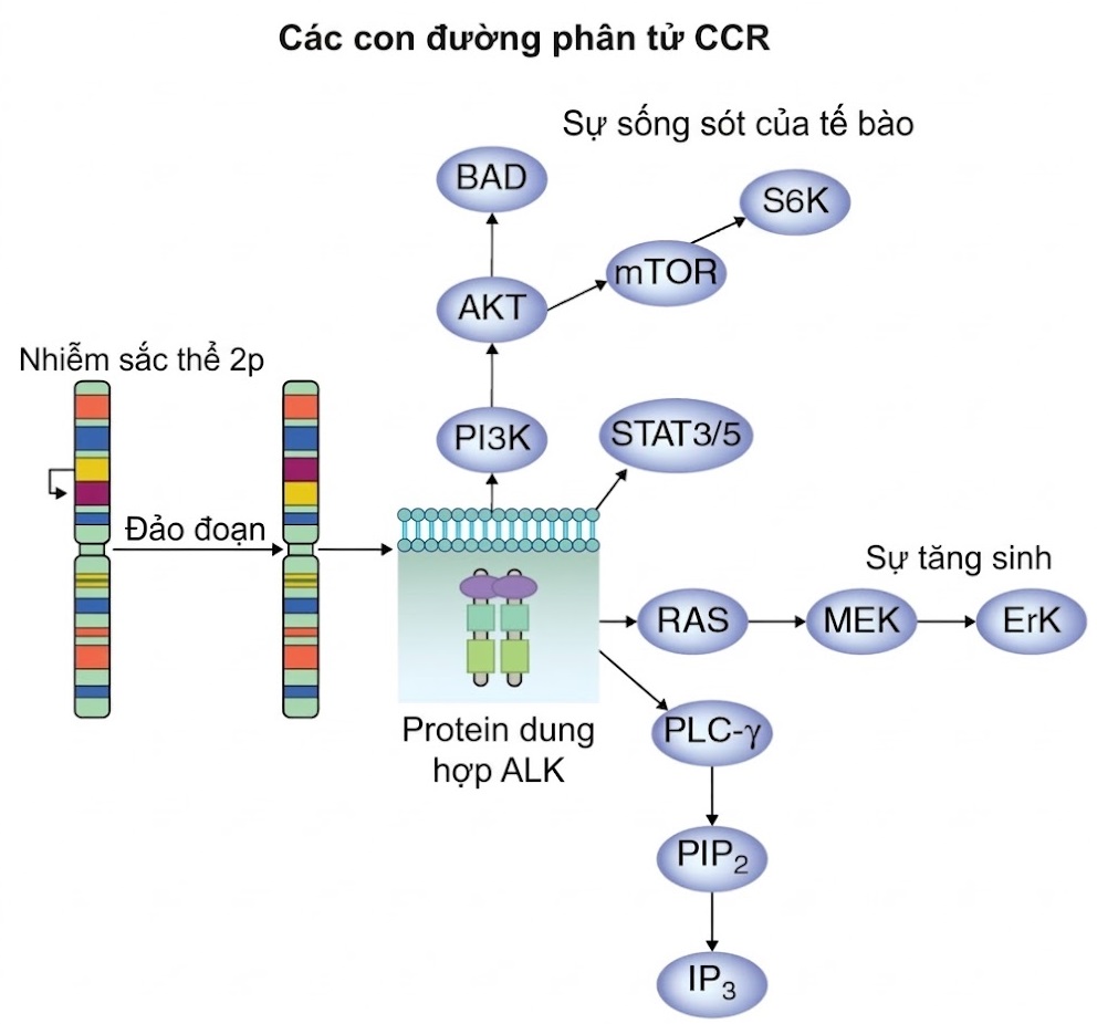 Ung thư Phổi – Cách tiếp cận Quản lý Đa ngành Dựa trên bằng chứng. CHƯƠNG 11. CHẨN ĐOÁN VÀ ĐIỀU TRỊ UNG THƯ PHỔI KHÔNG TẾ BÀO NHỎ CÓ SỰ SẮP XẾP LẠI GEN ALK