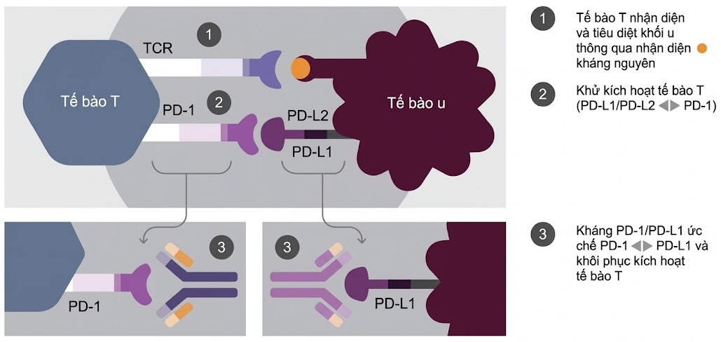 Ung thư Phổi – Cách tiếp cận Quản lý Đa ngành Dựa trên bằng chứng. CHƯƠNG 13. LIỆU PHÁP MIỄN DỊCH