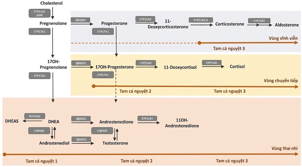 Nội tiết học Bà mẹ – Thai Nhi và Sơ Sinh (Ấn bản thứ 2, 2026). CHƯƠNG 47. RỐI LOẠN VỎ THƯỢNG THẬN Ở THAI NHI VÀ TRẺ SƠ SINH