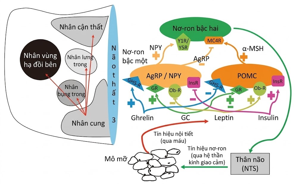 Nội tiết học Bà mẹ – Thai Nhi và Sơ Sinh (Ấn bản thứ 2, 2026). CHƯƠNG 50. BÉO PHÌ/NGUỒN GỐC CHU SINH CỦA BÉO PHÌ 