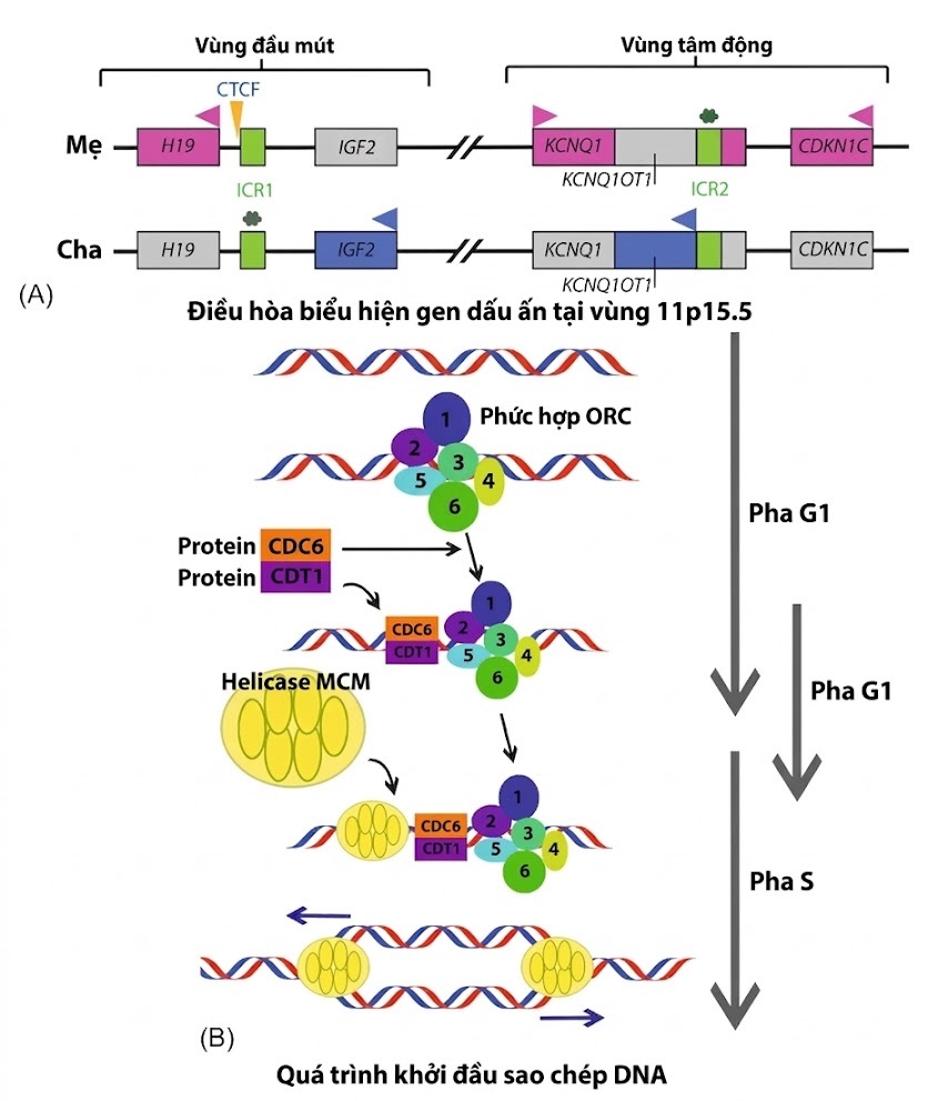 Nội tiết học Bà mẹ – Thai Nhi và Sơ Sinh (Ấn bản thứ 2, 2026). CHƯƠNG 51. TĂNG TRƯỞNG THAI NHI BẤT THƯỜNG