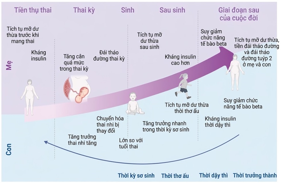Nội tiết học Bà mẹ – Thai Nhi và Sơ Sinh (Ấn bản thứ 2, 2026). CHƯƠNG 53. HẬU QUẢ CHU SINH VÀ THỜI KỲ TRẺ EM CỦA TÌNH TRẠNG BÉO PHÌ VÀ ĐÁI THÁO ĐƯỜNG Ở MẸ
