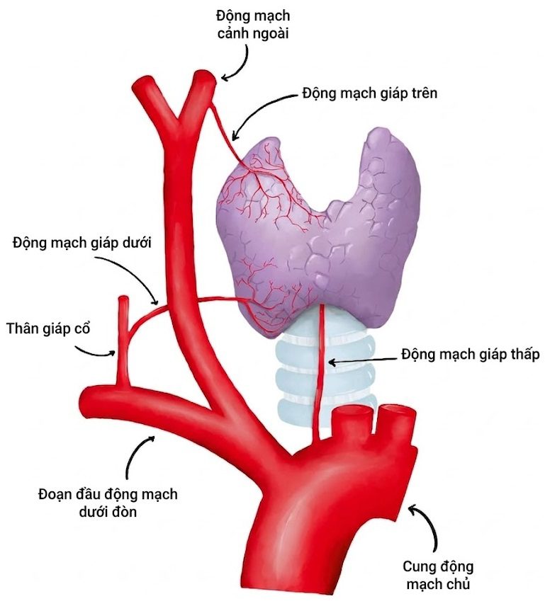 Viêm Tuyến Giáp – Chẩn đoán và Điều trị (2026). Chương 1. Tuyến giáp: Giải phẫu, Sinh lý và Các xét nghiệm thăm dò