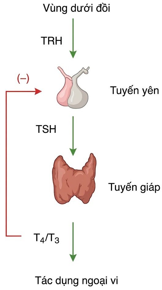 Hỏi & Đáp Nội tiết học lâm sàng, Ấn bản thứ 8 (2026). CHƯƠNG 41. SUY GIÁP