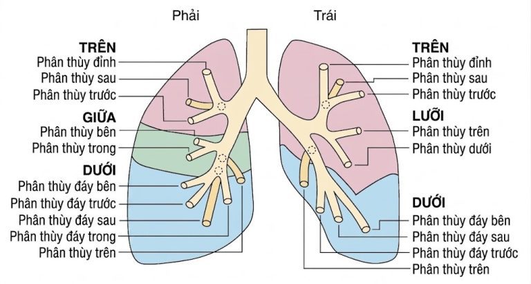 Bìa sách Sinh lý học Hô hấp ứng dụng của Nunn Lumb