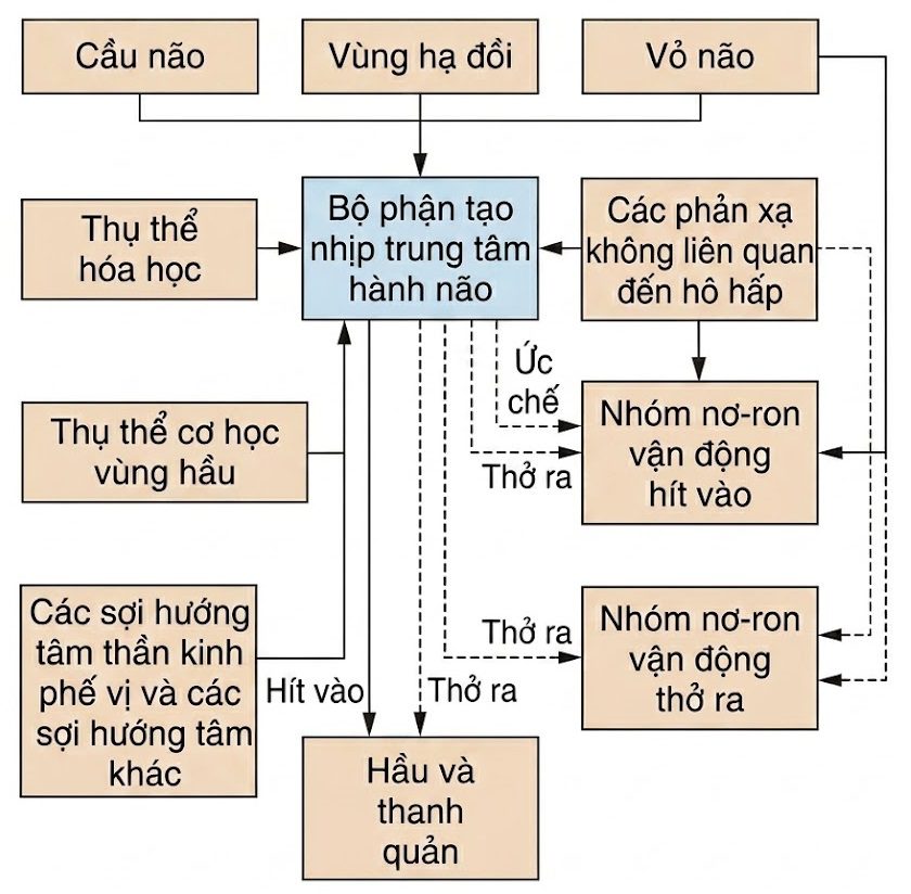 Sinh lý học Hô hấp ứng dụng của Nunn & Lumb, ấn bản thứ 9. CHƯƠNG 4. KIỂM SOÁT HÔ HẤP