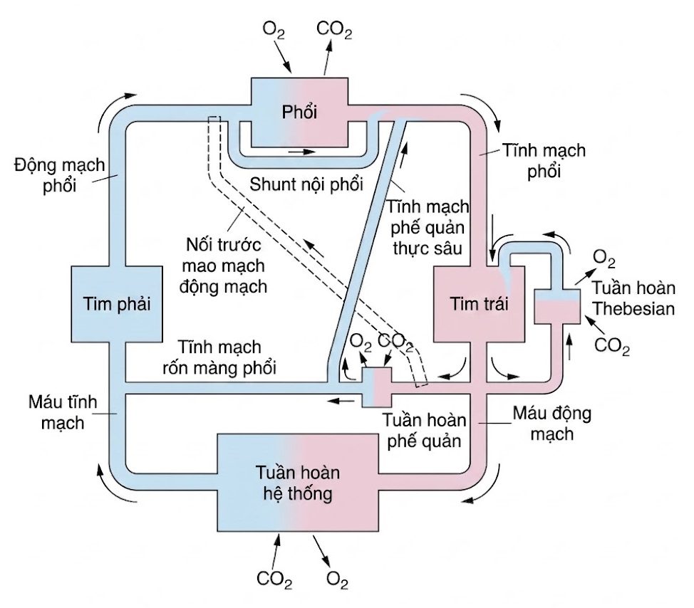 Sinh lý học Hô hấp ứng dụng của Nunn & Lumb, ấn bản thứ 9. CHƯƠNG 6. TUẦN HOÀN PHỔI