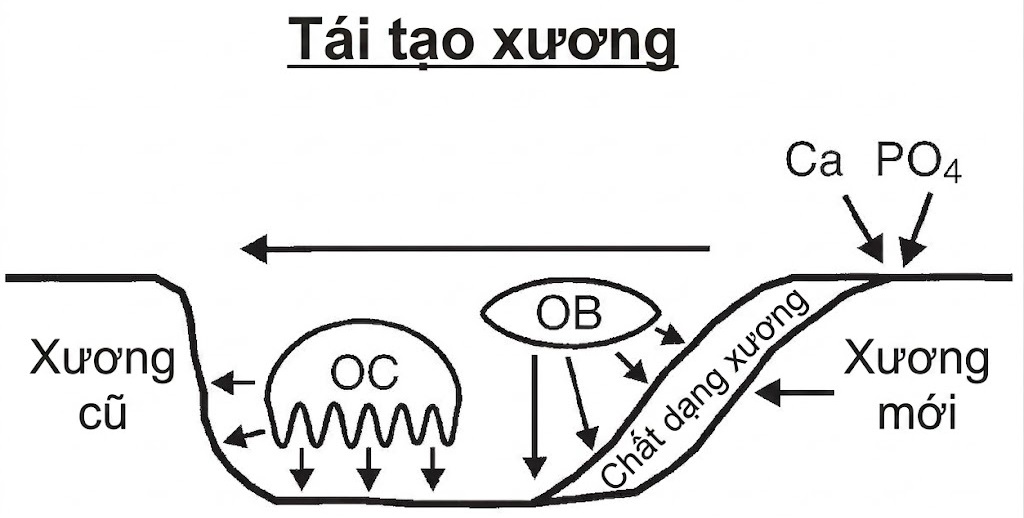 Hỏi & Đáp Nội tiết học lâm sàng, Ấn bản thứ 8 (2026). CHƯƠNG 15. QUẢN LÝ LOÃNG XƯƠNG