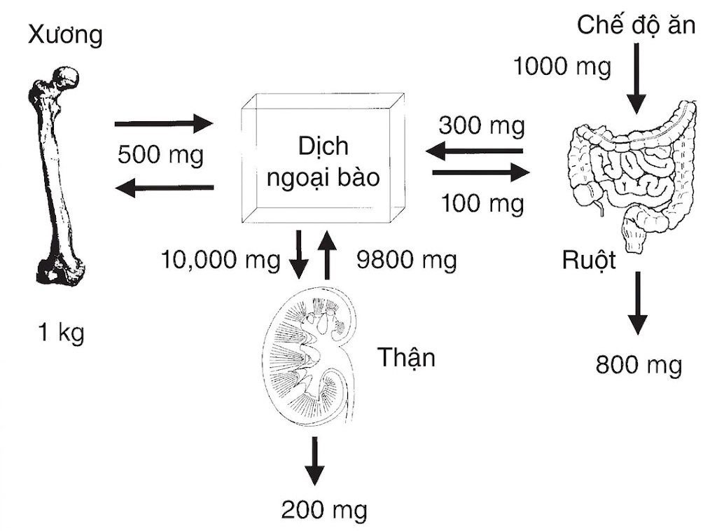 Hỏi & Đáp Nội tiết học lâm sàng, Ấn bản thứ 8 (2026). CHƯƠNG 18. TĂNG CANXI MÁU