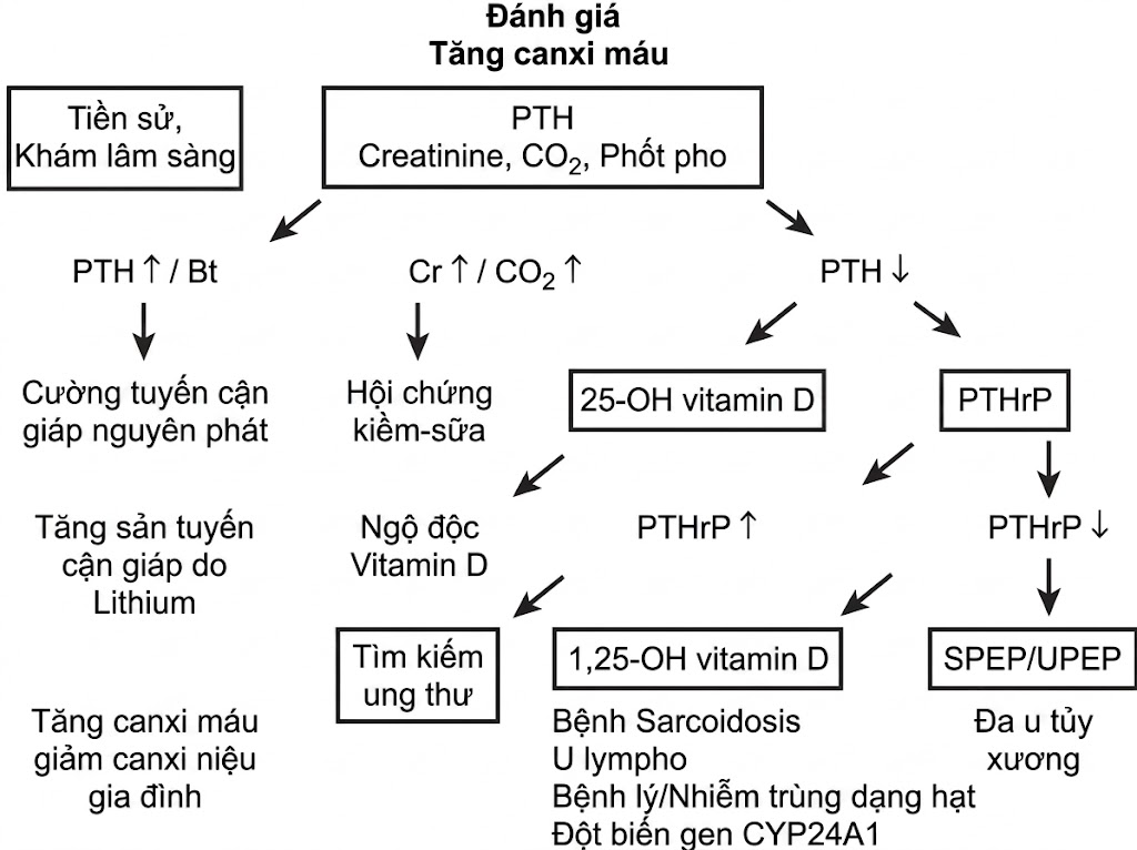 Hỏi & Đáp Nội tiết học lâm sàng, Ấn bản thứ 8 (2026). CHƯƠNG 20. TĂNG CANXI MÁU ÁC TÍNH