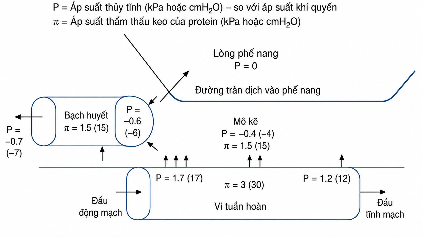 Sinh lý học Hô hấp ứng dụng của Nunn & Lumb, ấn bản thứ 9. CHƯƠNG 29. BỆNH LÝ MẠCH MÁU PHỔI