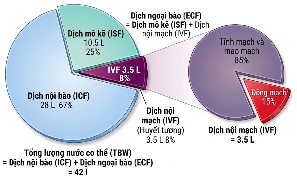 Hỏi & Đáp Nội tiết học lâm sàng, Ấn bản thứ 8 (2026). CHƯƠNG 30. CHUYỂN HÓA NƯỚC