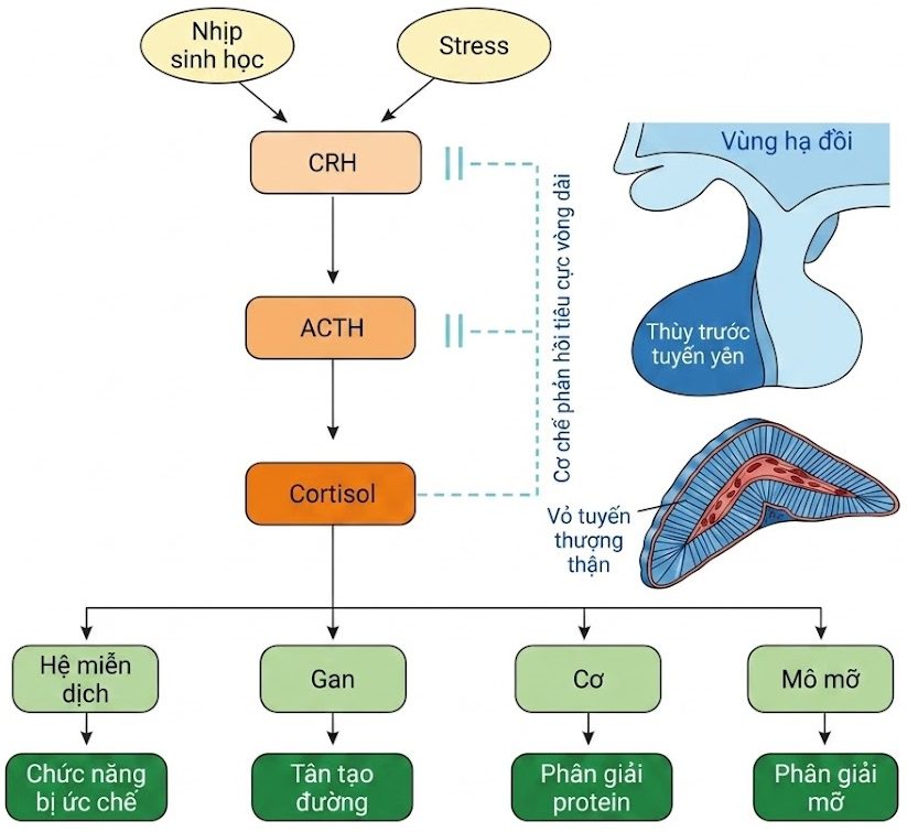 Hỏi & Đáp Nội tiết học lâm sàng, Ấn bản thứ 8 (2026). CHƯƠNG 38. TĂNG SẢN TUYẾN THƯỢNG THẬN BẨM SINH