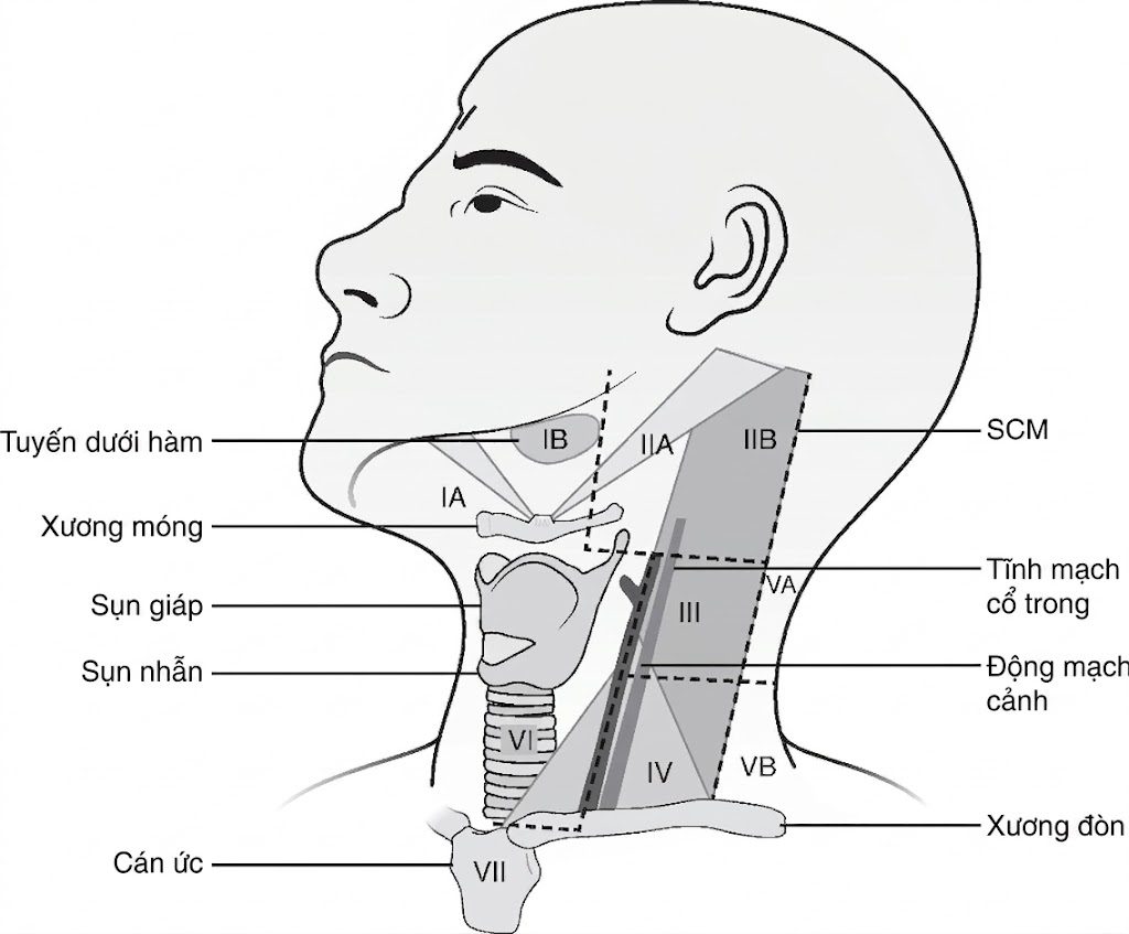Hỏi & Đáp Nội tiết học lâm sàng, Ấn bản thứ 8 (2026). CHƯƠNG 44. UNG THƯ TUYẾN GIÁP