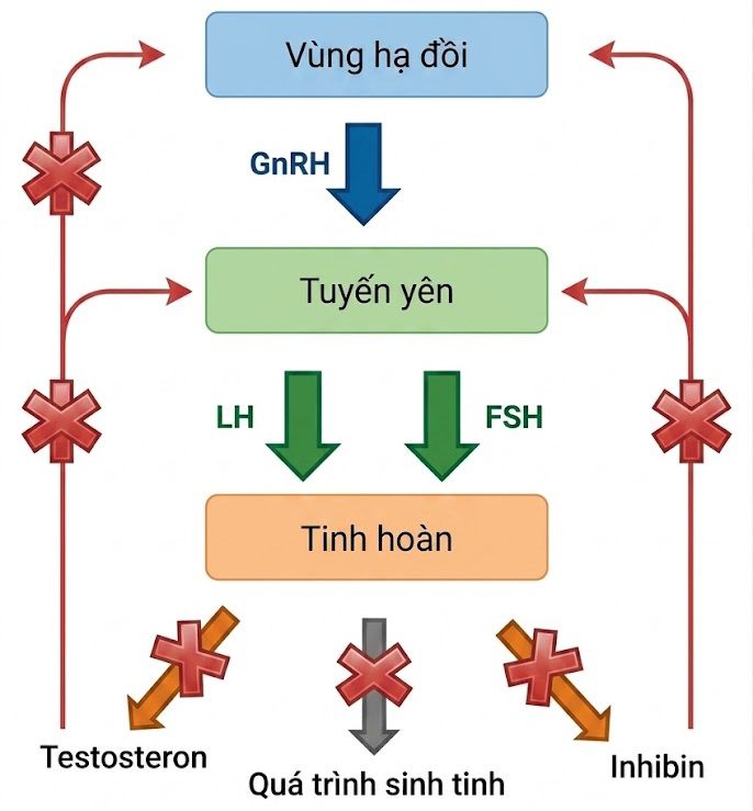 Hỏi & Đáp Nội tiết học lâm sàng, Ấn bản thứ 8 (2026). CHƯƠNG 50. SUY SINH DỤC NAM